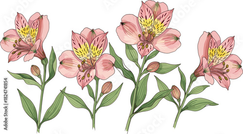 Elegant pink flower vector set with botanical stems, blooming petals, delicate leaves and hand-drawn floral illustration style