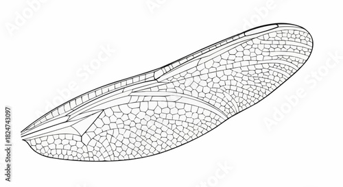Detailed illustration of a dragonfly wing showcasing intricate venation patterns.