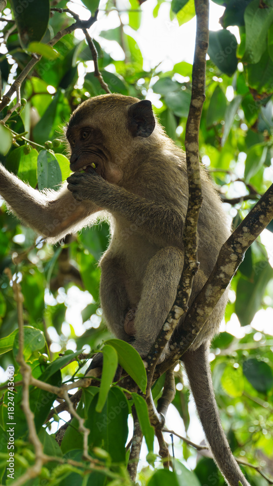 Fototapeta premium Juvenile macaque examines lush leafy environment under sunlight Nusa Penida Kelingking Beach Bali 