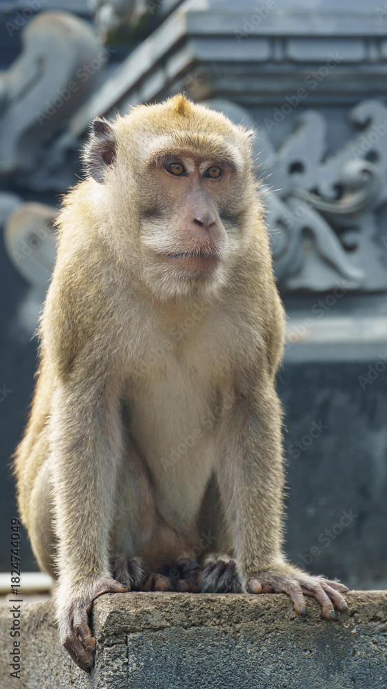 Naklejka premium Adult macaque seated on temple stone against detailed relief Nusa Penida Kelingking Beach Bali 