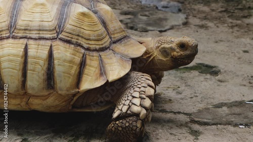 African Spurred Tortoise Walking on Sandy Ground in Natural Habitat