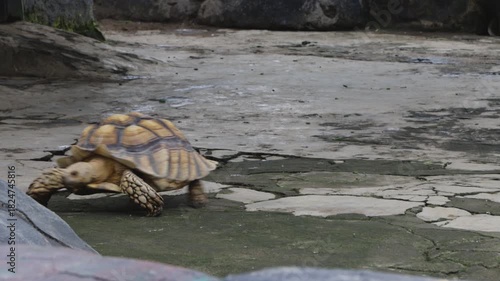 African Spurred Tortoise Walking on Cracked Ground in Natural Habitat