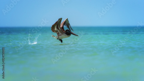 pelican  on the water