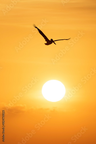 pelican in the sunset