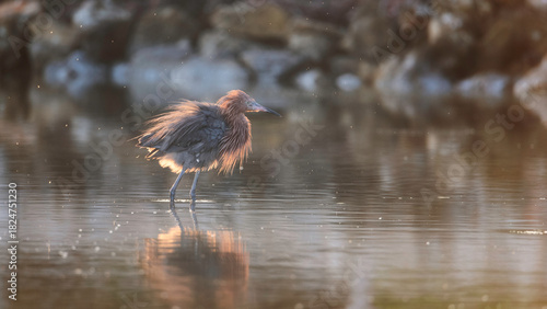great blue heron