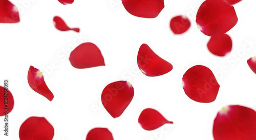 Scattered red rose petals falling against a stark black background creating a romantic atmosphere