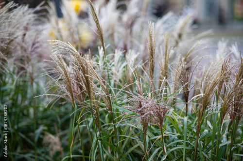 Фотография Chinese silver grass (Miscanthus sinensis) in the wind