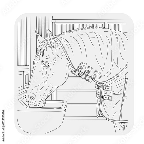 horse with winter blanket drinking water in stable with harness and wooden background  