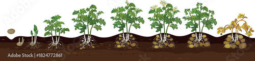 Life cycle of potato plant development from planting the tuber and sprouting to harvesting. Growth stages (phenophases) of potato plant isolated on white background	