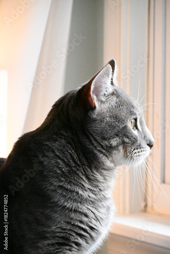 cat on the window sill