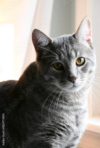 portrait of a cat