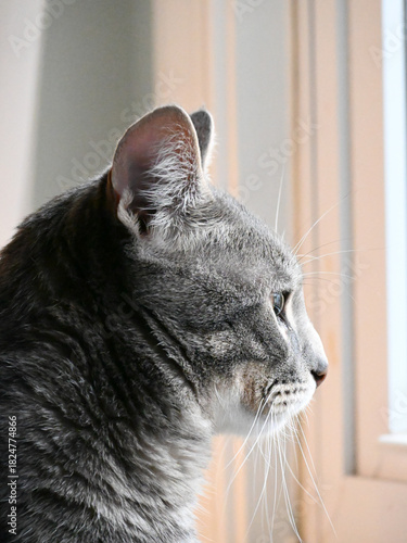 portrait of a cat