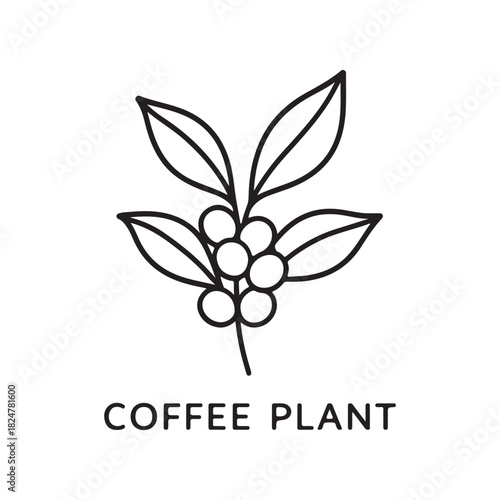 Coffee Branch Bearing Ripe Cherries and Lush Leaves in Harmony