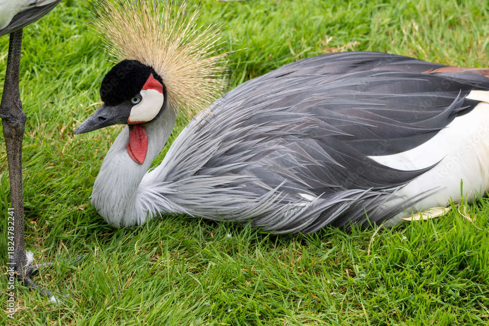 Obraz premium Grue Royale