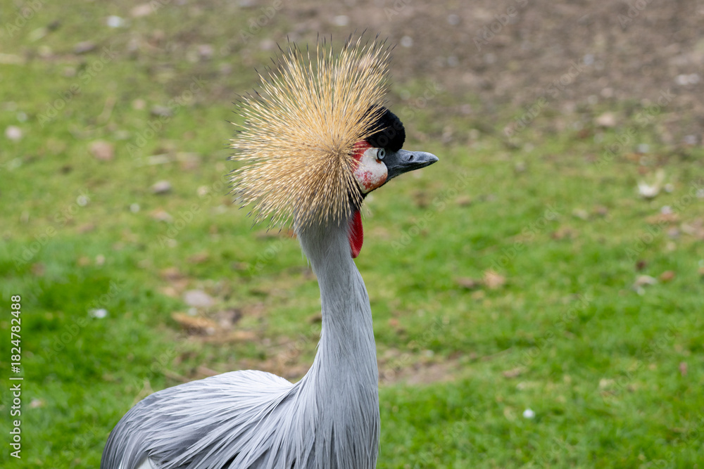 Obraz premium Grue Royale