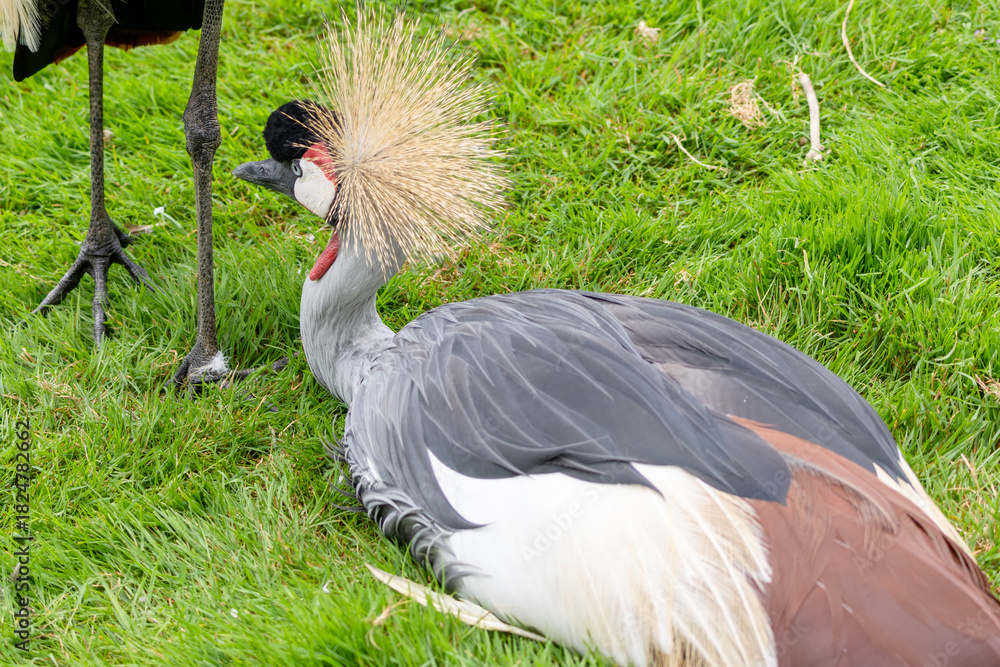 Obraz premium Grue Royale