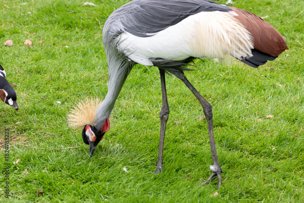 Obraz premium Grue Royale