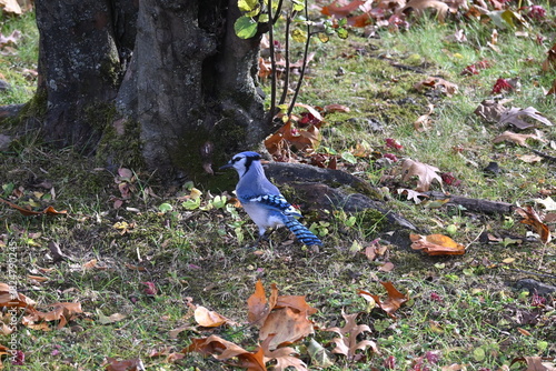 Blue Jay