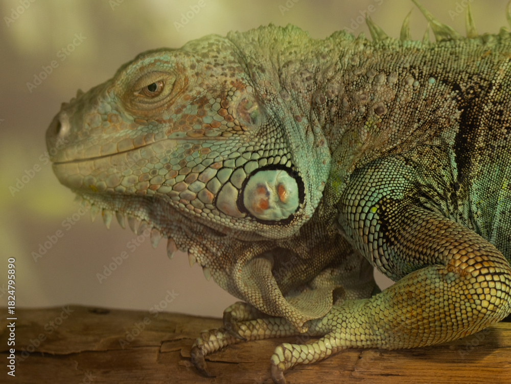 Fototapeta premium Iguane vert