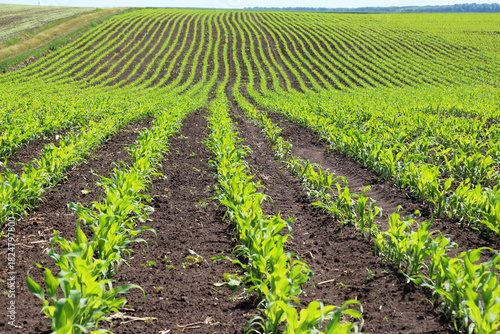 Young corn grows on the farmer's field.