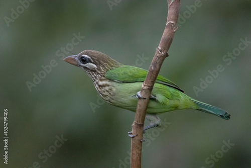 White-cheeked barbet perched on a tree twig