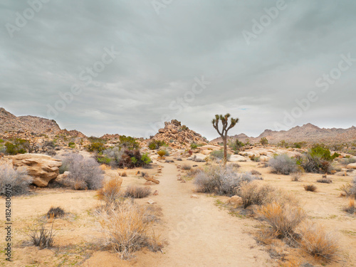 Joshua Tree National Park near Twentynine Palms during a summer season in California, USA.
