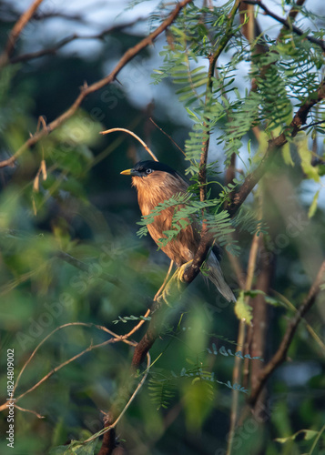 Brahminy starling or brahminy myna perched on a tree in daylight