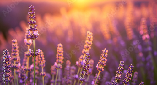 Fototapeta Naklejka Na Ścianę i Meble -  Beautiful purple lavender flowers blooming in a summer field at sunset with soft golden light and bokeh background