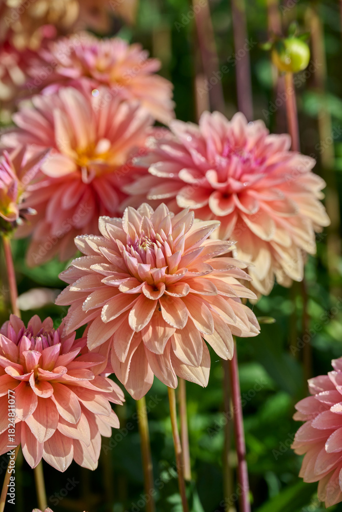 Fototapeta premium dahlia Kick Off, pink and peach colored flower leaves with dew drops in the morning sun