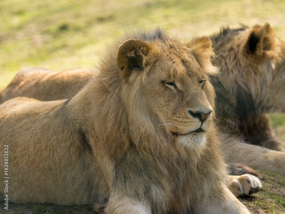 Naklejka premium Lion brun