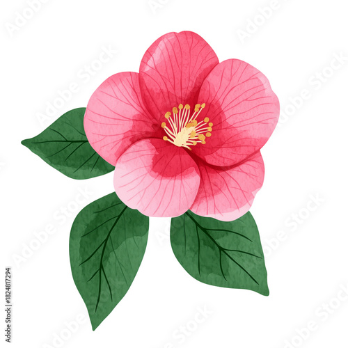 Beautiful Pink Camellia Flower With Green Leaves on a White Background