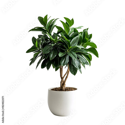 Indoor Plant With Vibrant Green Leaves in a Simple White Pot Placed Against a...