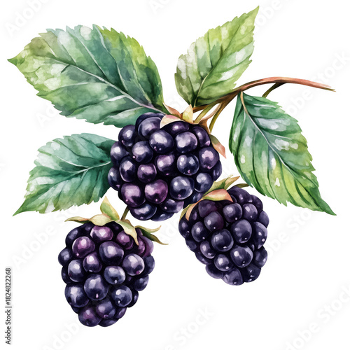 Fresh Blackberries on Green Leaves Captured in a Vibrant Watercolor Style