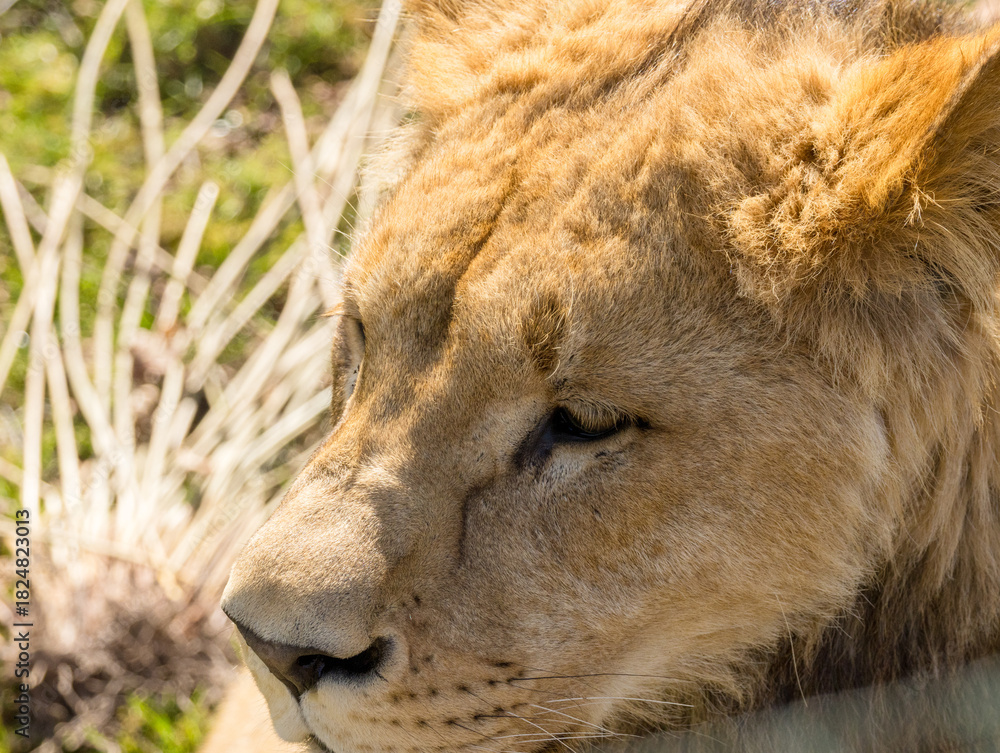 Fototapeta premium Lion brun
