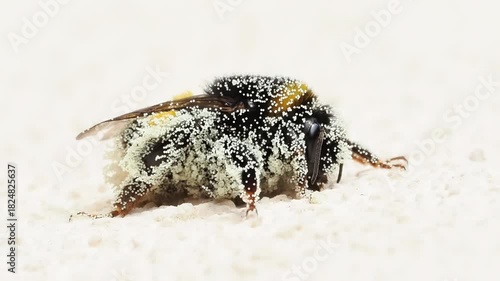 Bourdon (Bombus sp.) couvert de pollen se déplaçant au sol – Hyménoptère pollinisateur en comportement naturel
