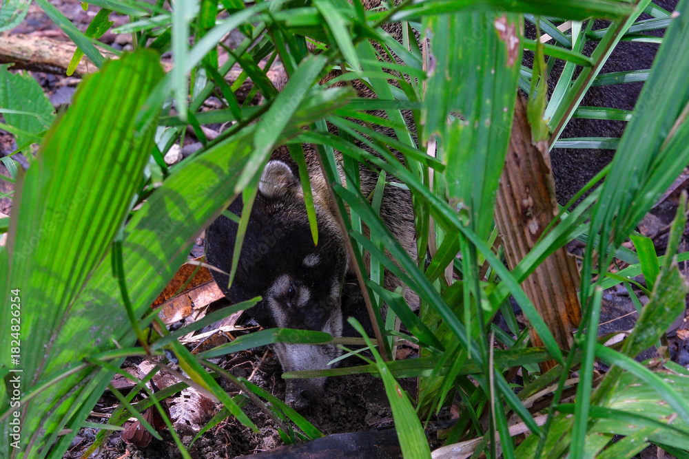 Obraz premium Quepos, Costa Rica - November 16, 2025: A white-nosed coati also known as pizote in Manuel Antonio National Park in Costa Rica.