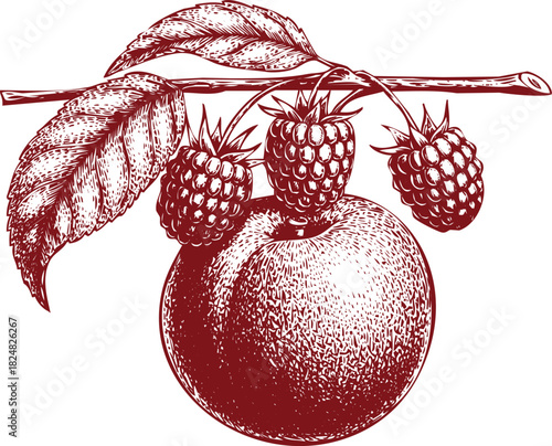 Apple and Raspberries on a Branch with Leaves in Sketch Style raspberry fruit