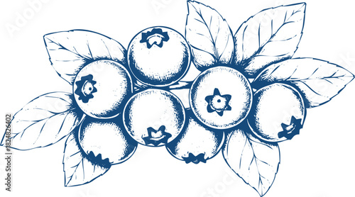 Cluster of Blueberries with Leaves in Detailed Sketch Style fruit plant