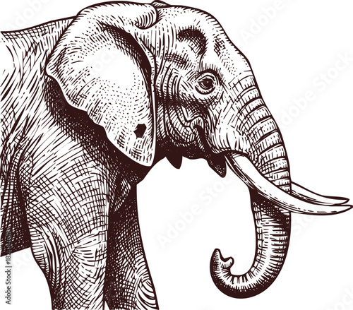 Detailed Engraved Elephant Portrait on White Background animal mammal
