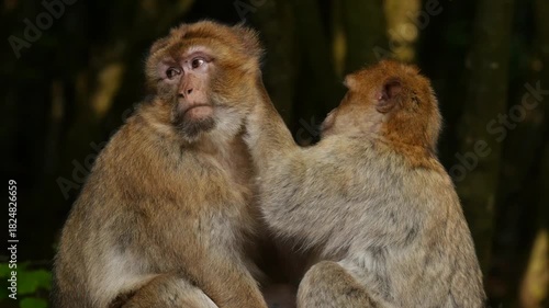barbary macaque searching for fur parasites, portrait 9
