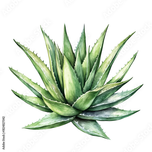 Green Aloe Vera Plant With Sharp Leaves Displayed on a Plain Background