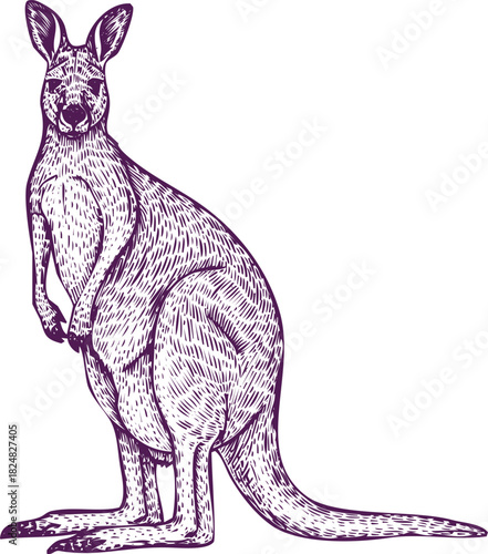 Kangaroo Standing Profile in Vintage Engraving Style marsupial animal