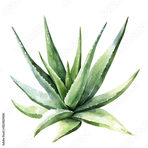 Green Aloe Vera Plant With Sharp Leaves Displayed on a Plain Background
