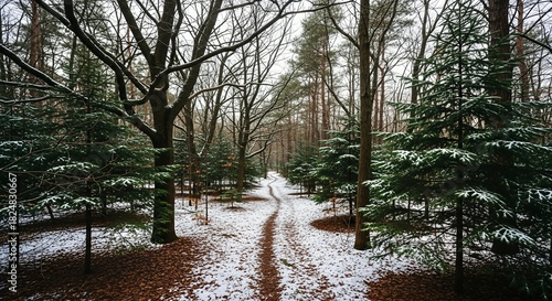 Snow-dusted forest path winding through a serene winter landscape with tall trees and evergreens.