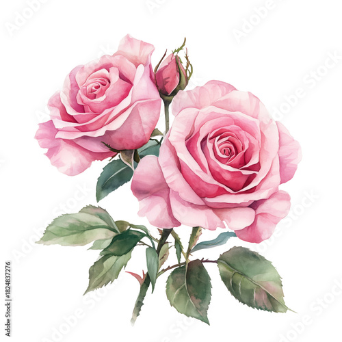 Beautiful Pink Roses With Buds and Green Leaves Captured in Soft Watercolor S...