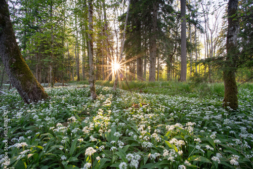 Fotografija Bärlauchwald mit Sonnenstern im Morgenlicht