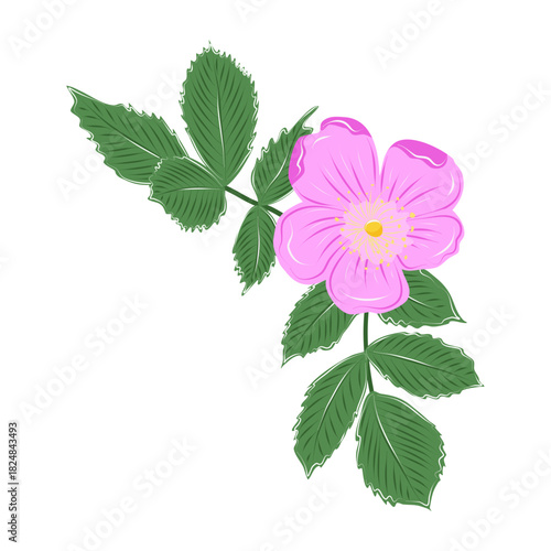 Vector rosehip pink flower with green leaves on a white background. Isolated hand drawn illustration of plants rich in vitamin C.