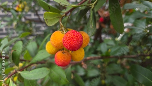 Vibrant strawberry tree with ripe arbutus berries in lush garden setting. Arbutus unedo, strawberry tree, madrone, strawberry berries