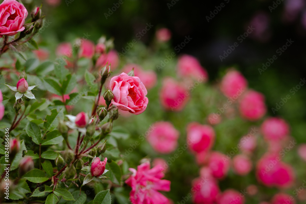 Obraz premium Vibrant pink roses in full bloom, creating a garden scene. Beautiful vivid pink roses in various stages of bloom in a soft focus. Springtime nature.