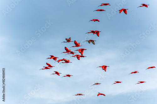 Scarlet ibis flying back home to their sleeping place, Revoada dos guaras on the Delta of the Parnaiba River in Brazil